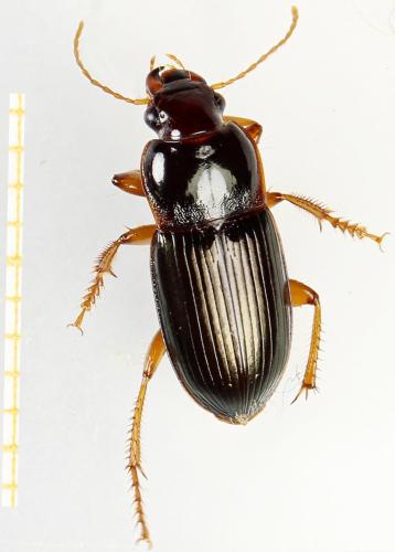 Harpalus smaragdinus